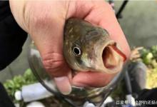 野钓简单or复杂取决于心态，鱼情是方向，出钓时机远胜于调整