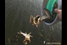 野钓鱼获成了不花钱的“饲料”，炫耀资本，钓获不放流是人情世故