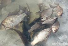 砸个冰窟窿鱼就能疯狂来咬钩？上鱼高峰期别错过，如何破冰而钓