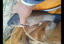 秋季野钓巧用散炮事半功倍，拿捏好度，让你在小杂鱼丛中钓鲫搏鲤