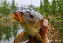 想要弯弓搏大鲤，这4个现实问题，是导致你常与大鱼无缘直接原因