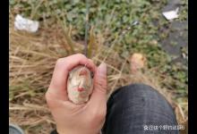 春季鲫鱼上浮极为普遍，钓浮还是钓离底？动态诱鱼漂相稳更易把握