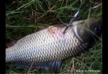 秋冬鱼难钓，但射鱼叉鱼抄鱼人却玩得不亦乐乎，哪天不弄个三两的