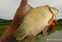 蚯蚓用对鱼获翻倍！掌握夏季蚯蚓钓鱼6个要点，大鲫大鲤轻松入护