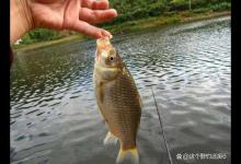 钓不到鱼别瞎折腾，窝里没鱼或鱼不开口是主因，运气差也是必然