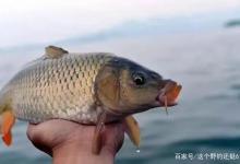 钓鱼你在哪方面花冤枉钱最多？饵料当属第一，你是否有同感？