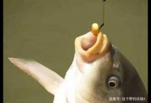 伊势尼不适合钓大鱼？脱钩跑鱼是认真的么？别闹，跑鱼不全在鱼钩