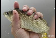 下顿半目连杆爆护！夏季野钓明确3个关键点，让鱼获有保障！