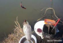 用蚯蚓钓鱼要有正确的认知，避开3个常见问题，作钓效果大不一样