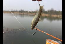 小鱼闹窝应对策略不是目的，不针对目标鱼做功课的努力，没有意义