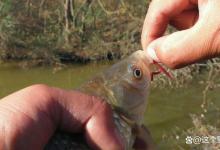 早春钓深还是钓浅？温度是决定性因素，水域大小决定开口的早晚