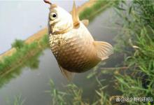 夏季钓深钓浅有方向，根据天气两大特征选择更合理，等同钓鱼窝！