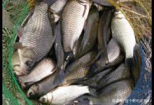 深秋想要鲫鱼爆连，味型和钓法都是次要的，选对水深才是关键因素