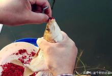 用红虫蚯蚓作钓如何调漂？都说蚯蚓钓鱼效果好，为什么你却钓不到