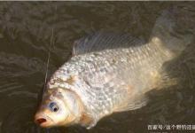 冬季钓鱼要找准鱼情节奏，停口就是很直观的信号，别再做无谓调整