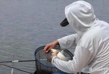 把早口鱼钓好并不难。上鱼窗口期你明确吗？打窝与抽窝哪个效果好