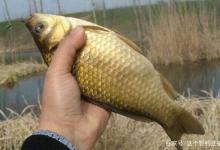 冬季打隔夜窝的威力，大炮竿轮番“开火”羡煞旁人，为何这么秀