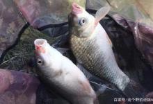 野钓久钓无口如何应对，尝试做这个3个调整，是走是留立见分晓