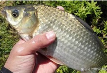 见始而终，作钓前期操作很关键！想要鱼获有保障，盲目打窝差意思