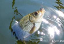 春季钓鲫鱼把握好出钓时机，再配合好的钓位，是钓得多的关键要素