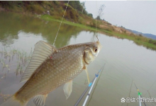 从浮漂斜着下去，就知道手感要来了，锚到鱼和搭桥远比没口更可怕