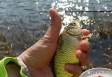 正确的理解调漂，把调和钓分开理解，调钓上的问题便会迎刃而解