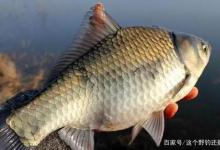 冬季钓鲫鱼诱钓结合的三种形式，很多人都在用，区别就在于细节上