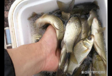 别人连杆爆护的位置，为什么等我们第二天去钓，却钓不好钓不到？