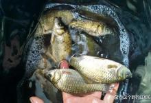 春季杆子越用越短，比着用短不可取！杆长和用饵不要有错误认知