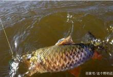 野钓天天连杆爆护还有意思么？没了期待的过把瘾，未必是你想要的