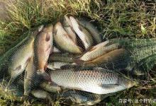 秋季藏鱼最多的三处绝佳钓位，尤其是犄角旮旯洄水湾，下竿就上鱼