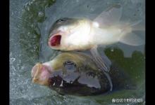 春季鱼不下底吃饵，从钓底开始逐渐钓灵找口，做好细节就能钓得多