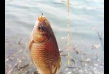 春季饵料的选择和运用，连杆不是难事，关键在于思路和方向须正确