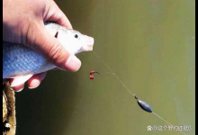 早春怎么调钓最合理？钓灵钓钝都要根据鱼情做调整，鱼说了算！
