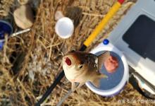 “冬钓阳”的正确解读，事关渔获和封竿，“方向性”选择至关重要