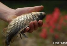 一到夏季总是钓不到鱼，三方面是诱因！找对方向鱼难钓也不空军！