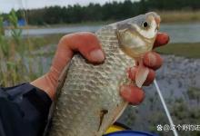 钓不到鱼是饵料不对路吗？饵料的状态很重要，味型都是次要的！