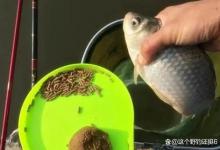 夏季如何打窝才能钓得多？把握好窗口期，要诱鱼快更要留得住鱼！