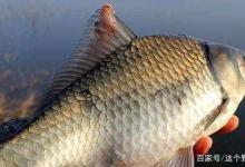 冬季大雪节气作钓浅水易空军，明确必要条件，选对方法才能钓得多