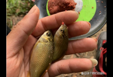 别人连杆你停口，鱼越钓越远是什么原因？鱼的习性告诉你答案