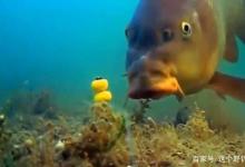 调漂桶到底有没有用？对“没用论”说不！请收起你的固执和偏见