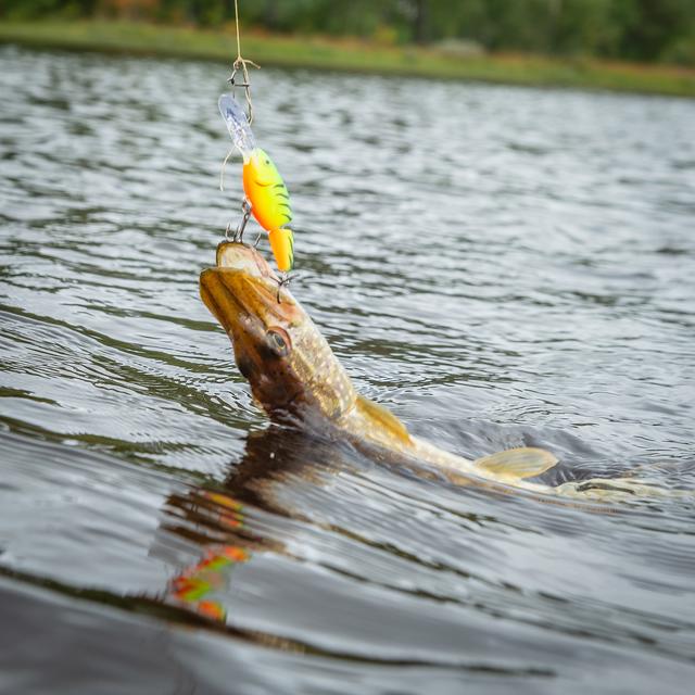 这是一篇让你大开眼界的钓鱼技巧合集!