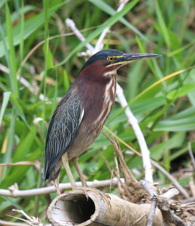"神秘的水中猎手——钓鱼郎是什么鸟?