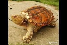 随着《公约》附录的生效，蛋龟鳄龟都不能养？巴西脸成最大赢家？