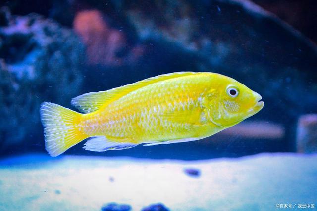 养鱼须知;盘点那些不仅好看而且聪明的鱼,你知道哪些?