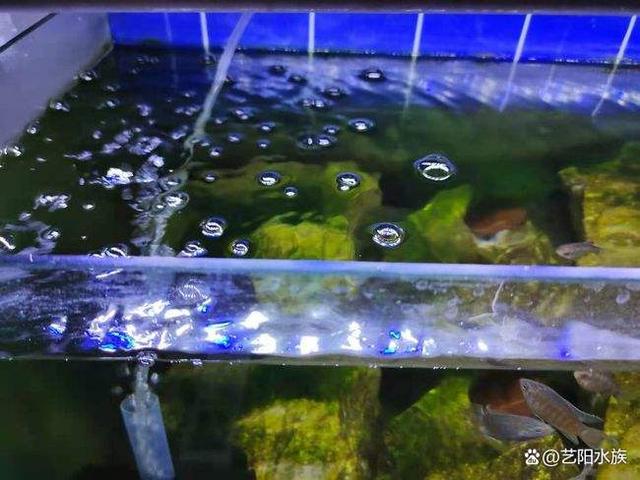 养鱼须知;怎么判断硝化细菌是否建立成功?