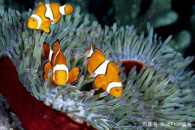 小丑鱼与珊瑚高清图片