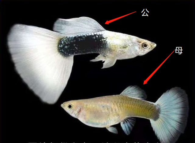怎么分辨鱼的公母图片