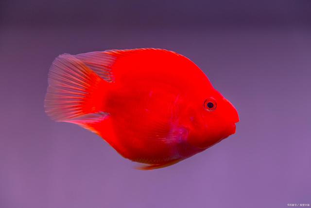 咱们先来了解一下血鹦鹉,才能更好的饲养