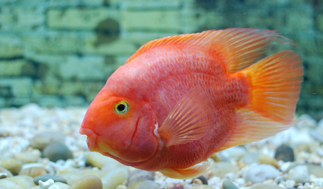 养殖技术_爱钓鱼